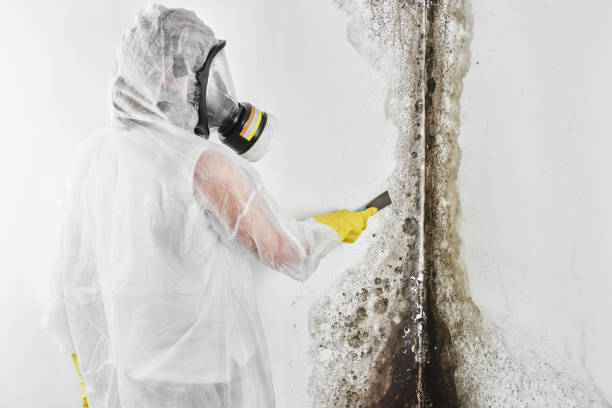 Best Crawl Space Mold Removal  in Marmet, WV