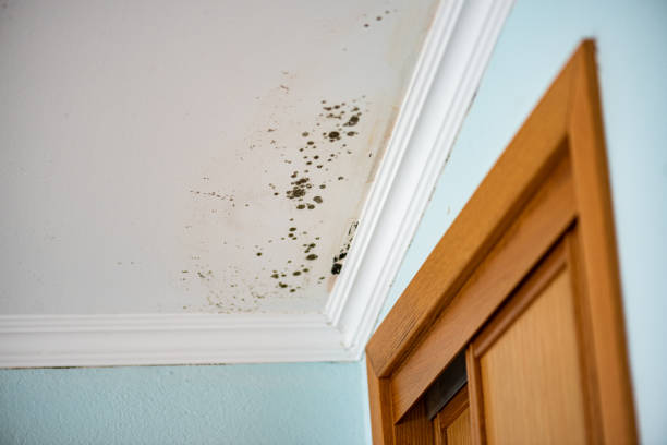 Best Mold Remediation  in Marmet, WV