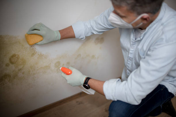 Best Fast Mold Removal  in Marmet, WV