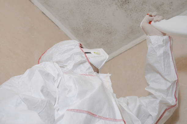 Best Affordable Mold Removal  in Marmet, WV