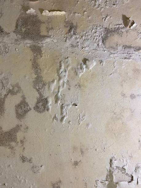 Best Fast Mold Removal  in Marmet, WV