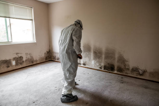 Best Same-Day Mold Removal  in Marmet, WV