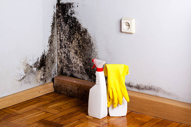 Best Home Mold Removal  in Marmet, WV